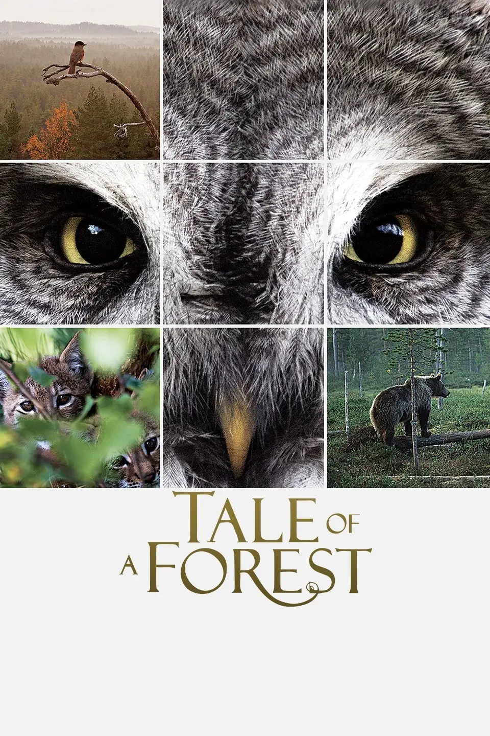 《森之传说》：一场治愈心灵的奇幻冒险，探寻人与自然的和谐共生之道